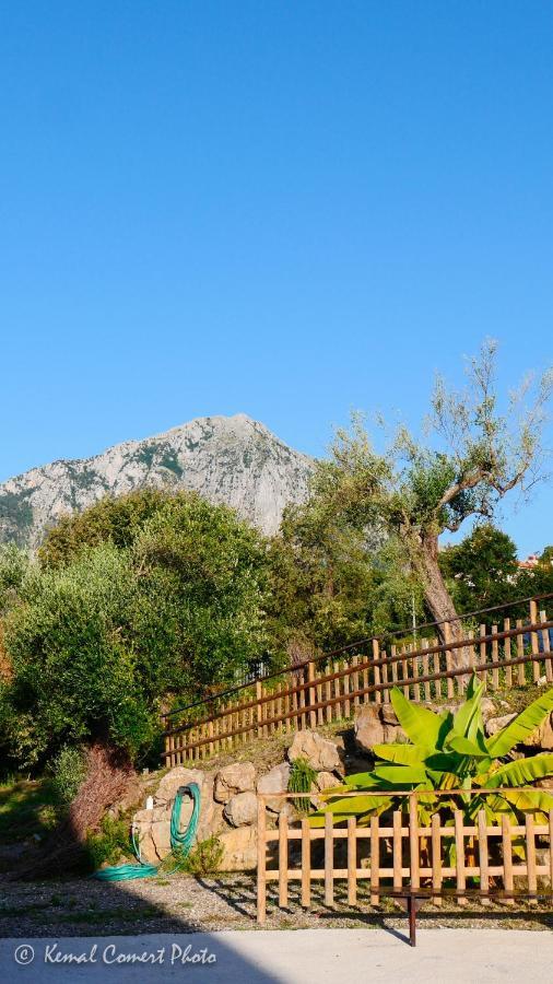 Ferienwohnung Al Boschetto Scario Exterior foto